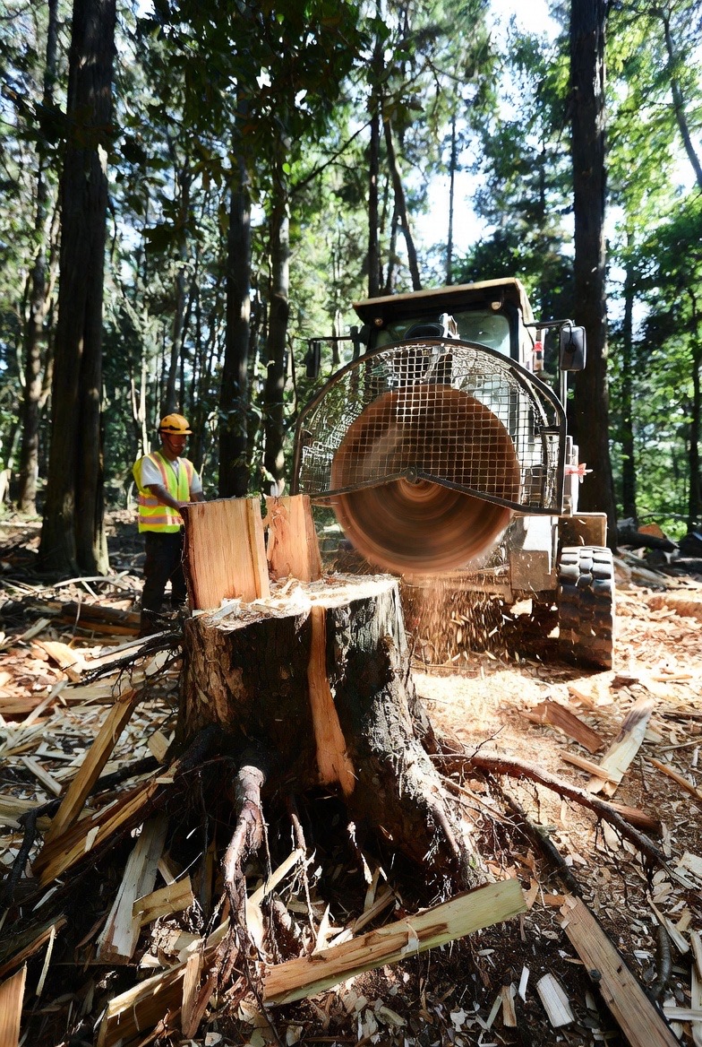 Stump grinder working in a wooded Pacific Northwest setting